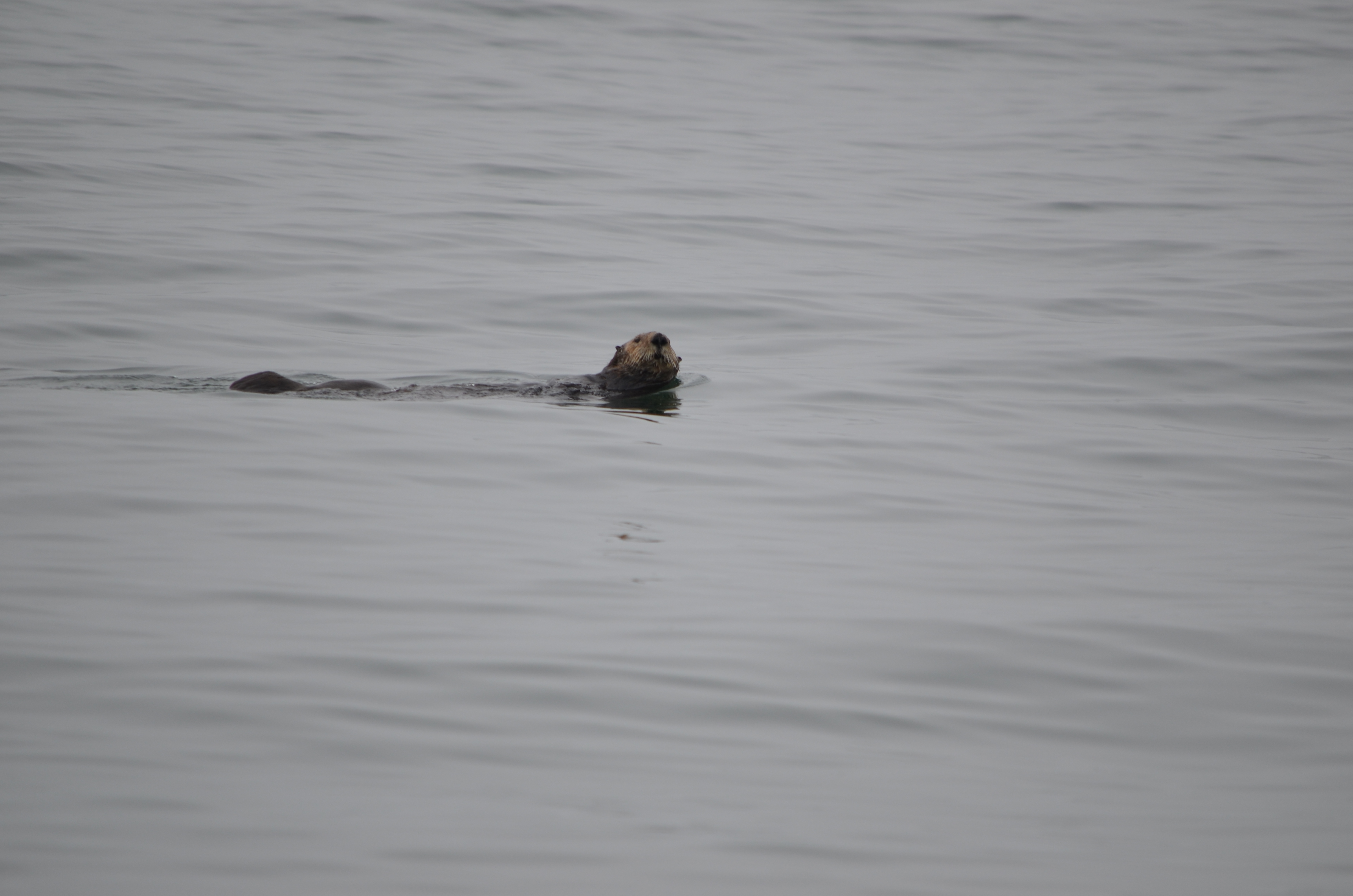photos/wildlife/Mammal_Species/Sea Otter/DSC_0337.JPG